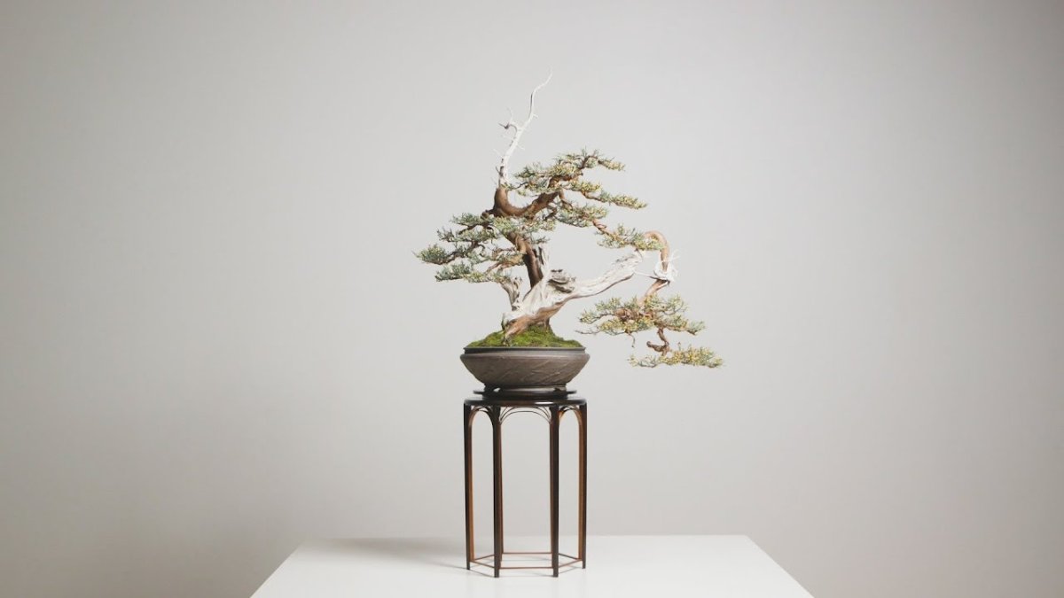 Бонсай фотообои на стену