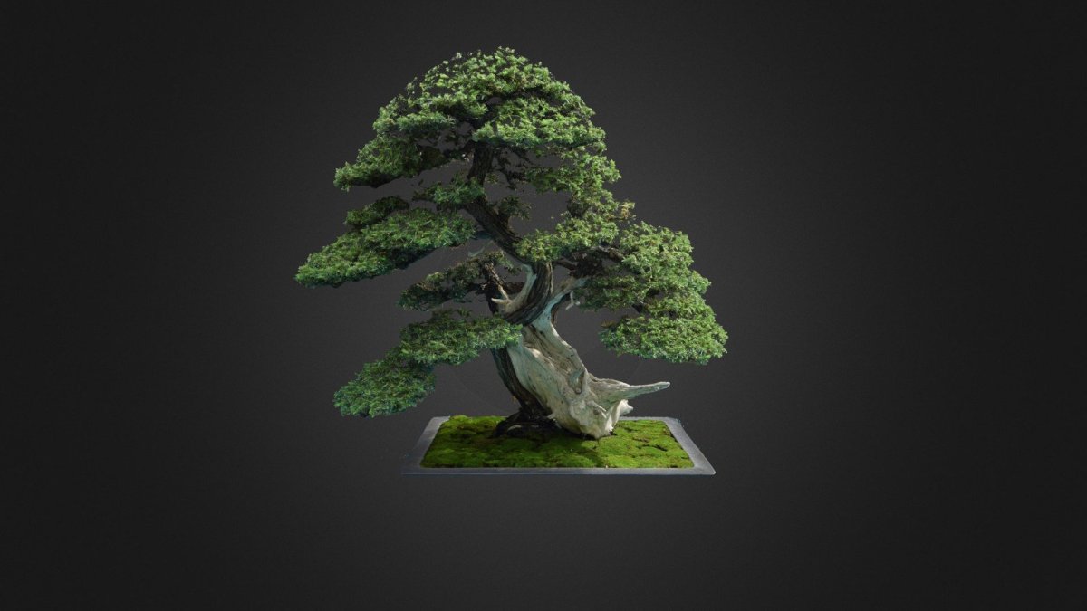 Икадабуки бонсай дзен