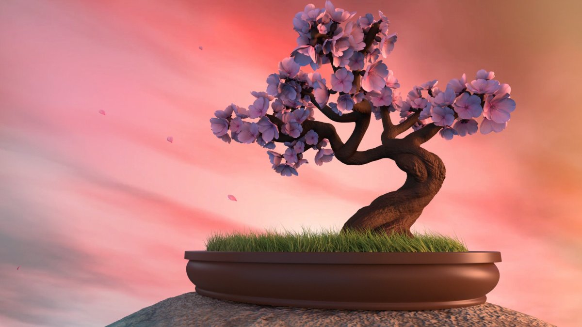 Бонсай Сакура