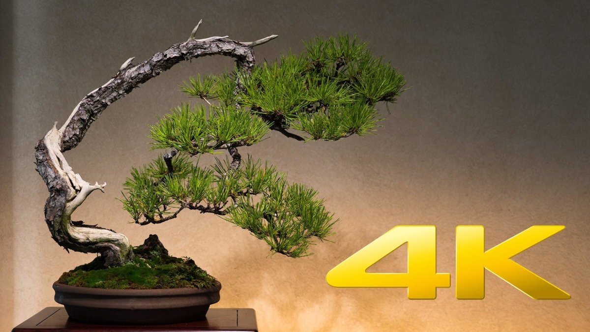 Дерево Bonsai 4k