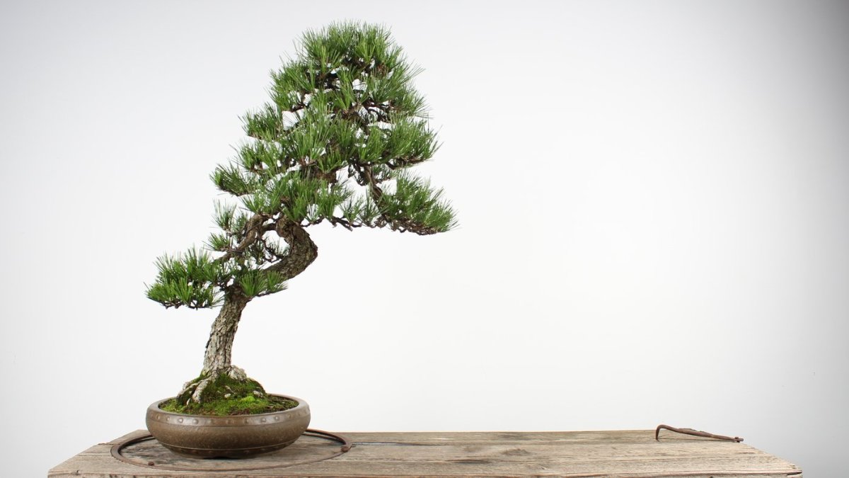 Дерево Bonsai 4k