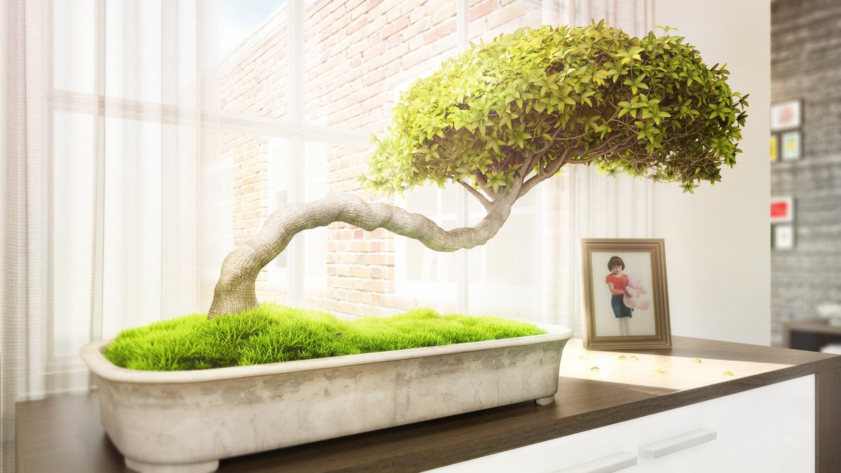 Бонсай дерево