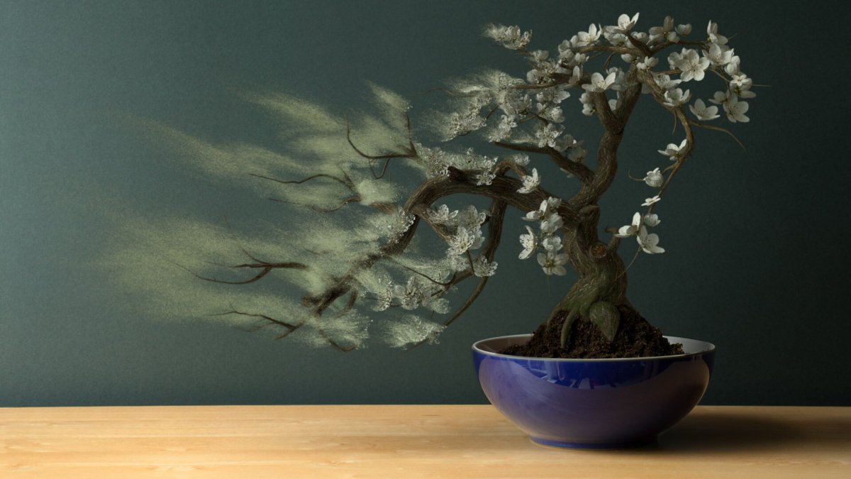 Бонсай на раб стол