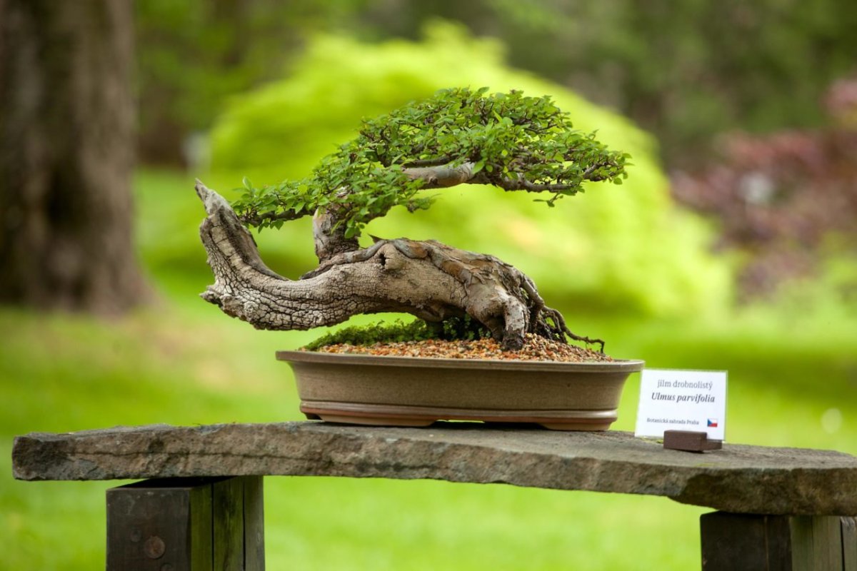 Ботанический сад бонсай