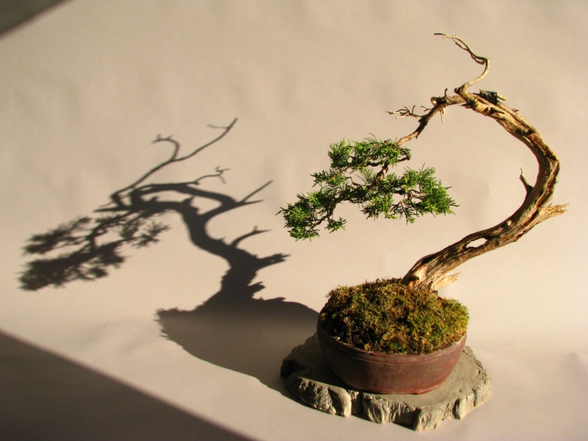 Лапчатка бонсай