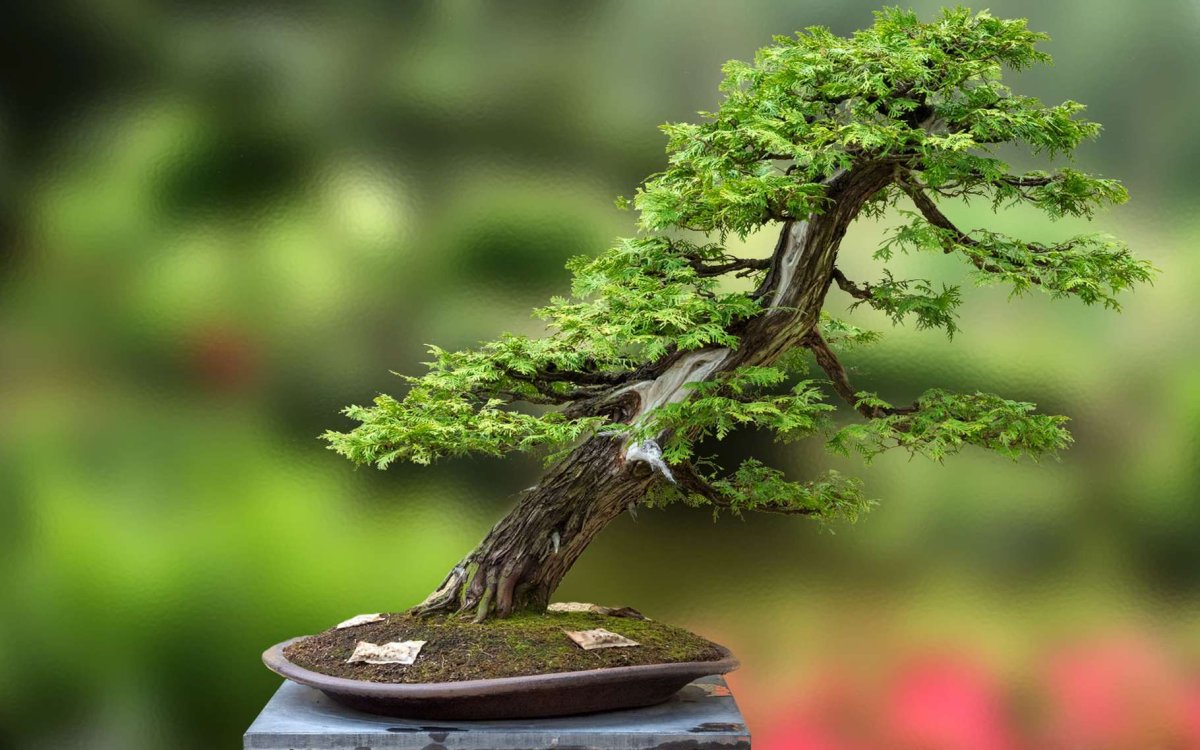Бонсай дерево любви