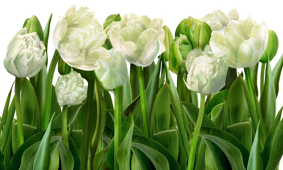 Фотообои зеленые тюльпаны