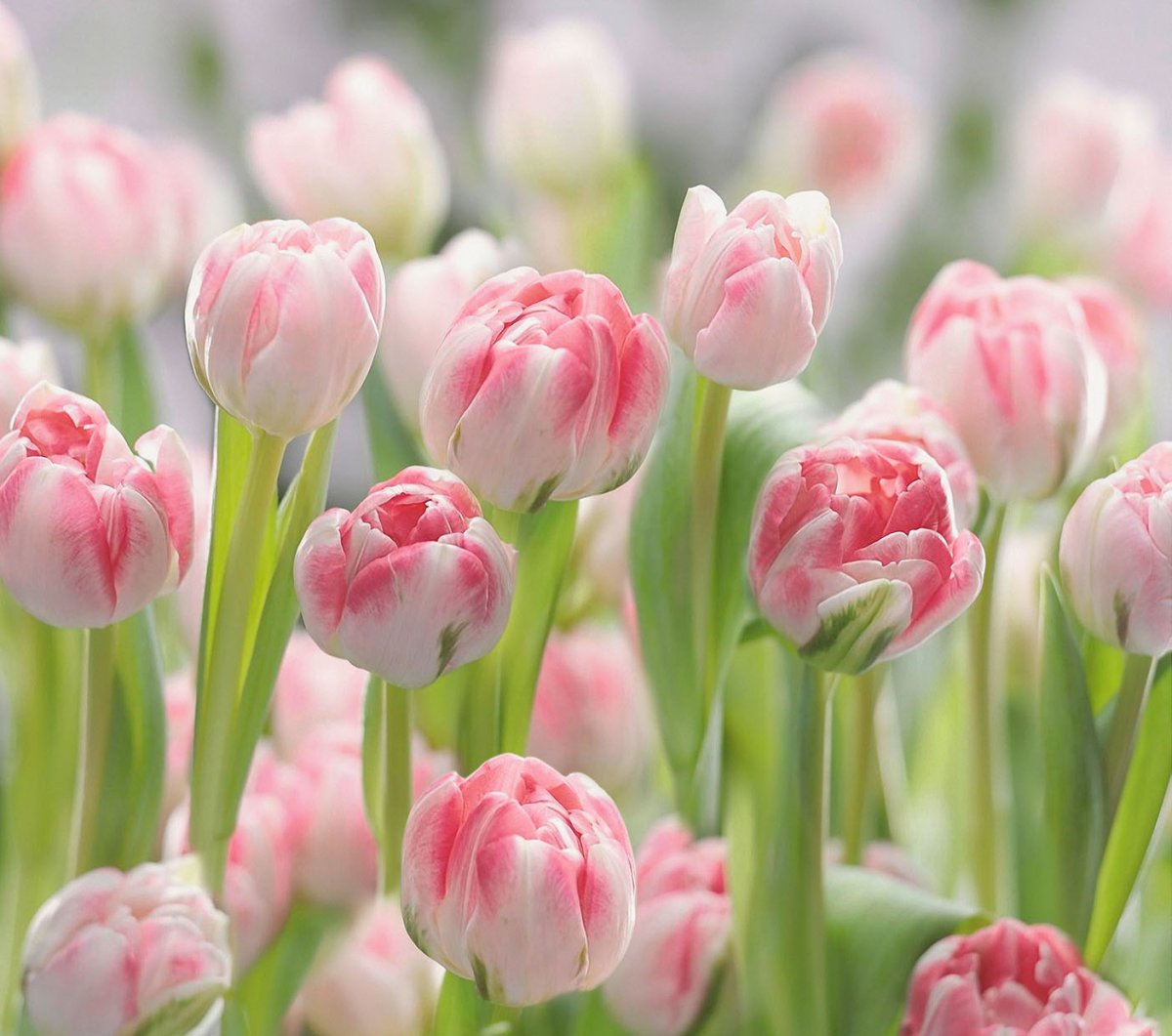 Фотообои тюльпаны