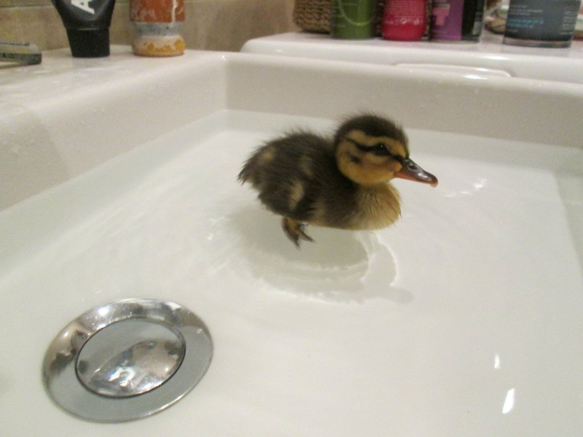 Домашний утенок