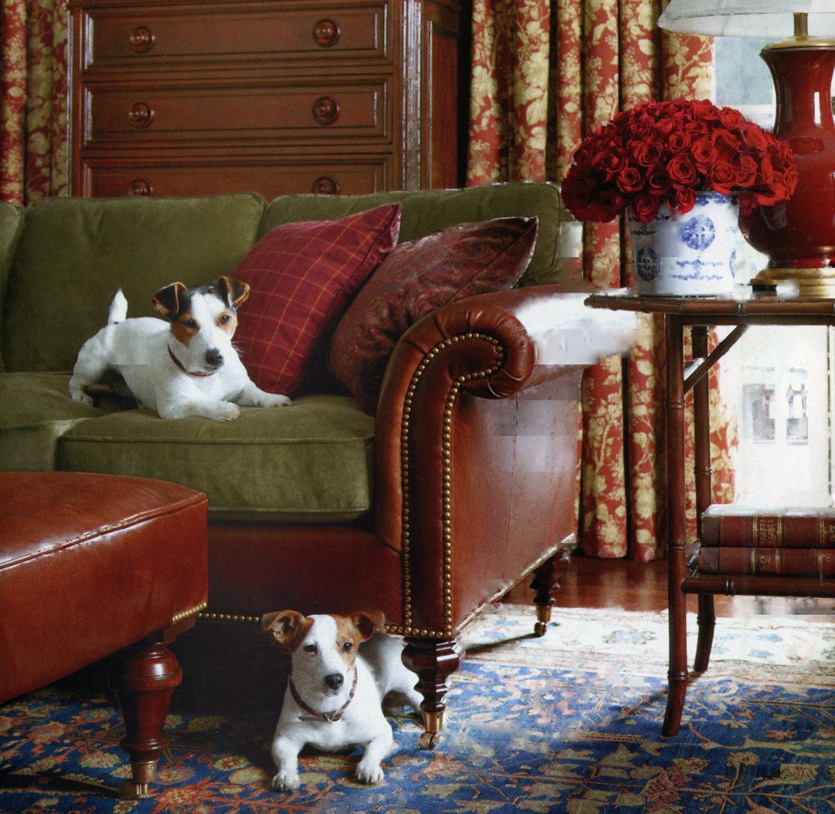 Собаки английского стиля