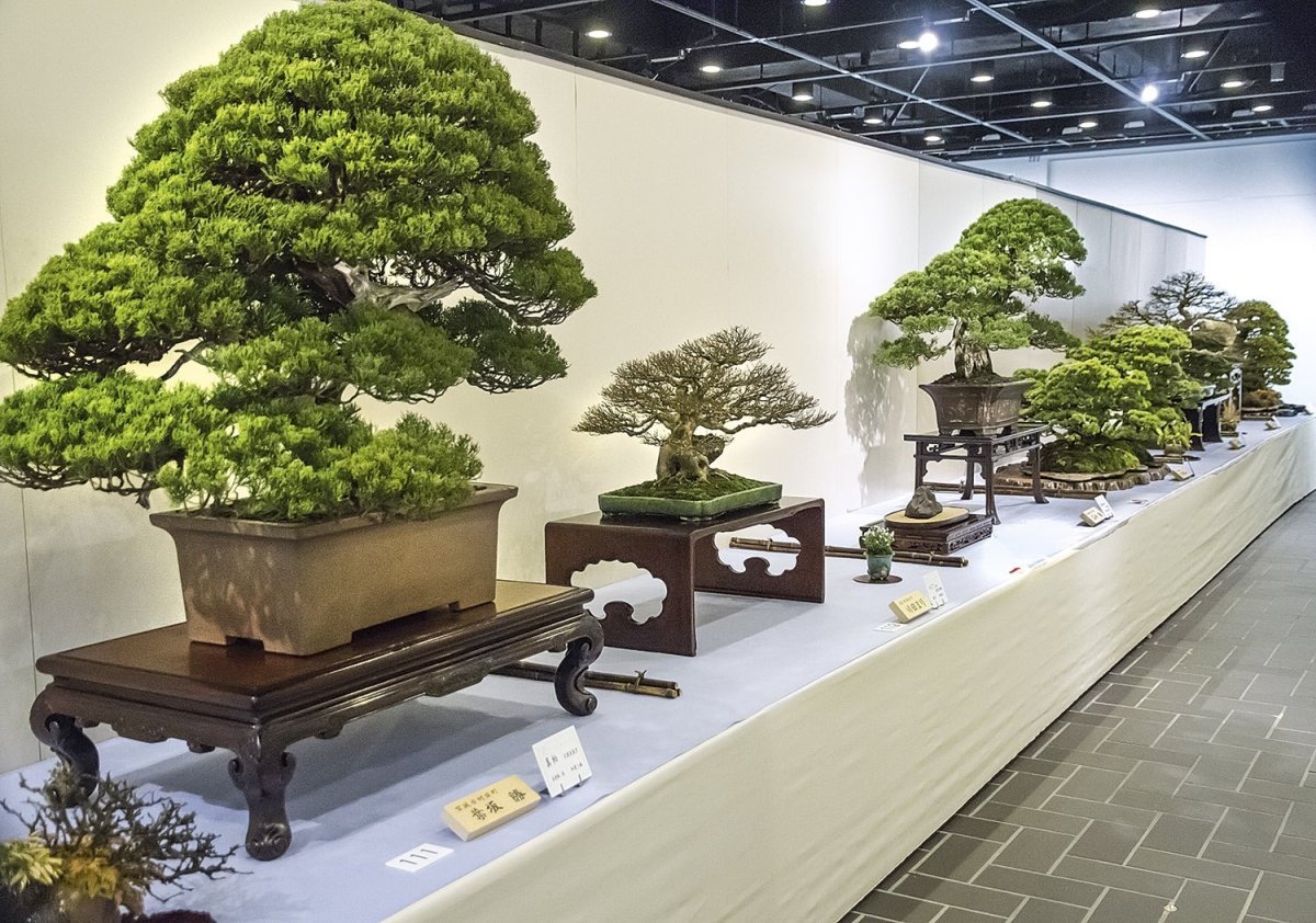 * Сад бонсай (Bonsai Garden). Сингапур Ботанический сад