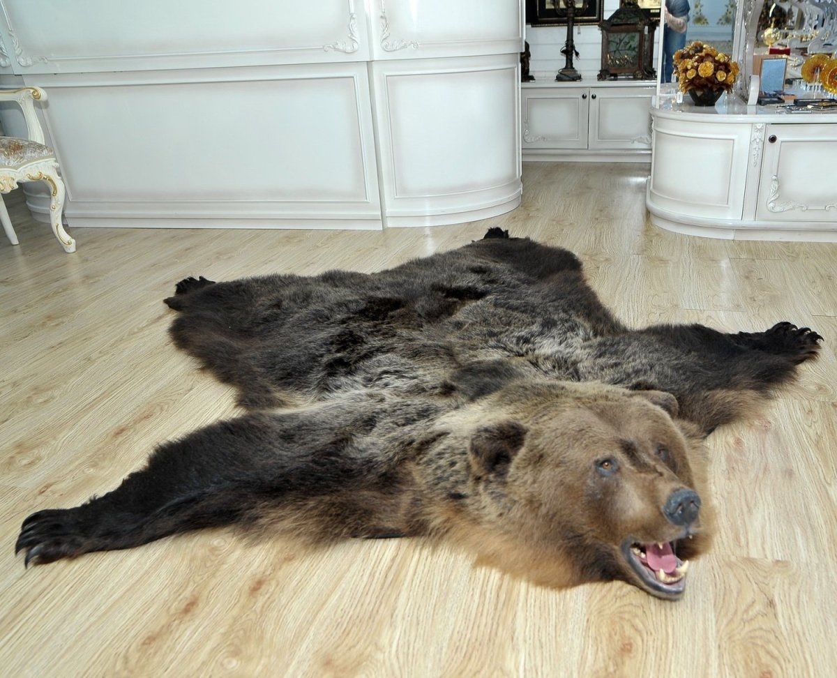 Ковер из медвежьей шкуры