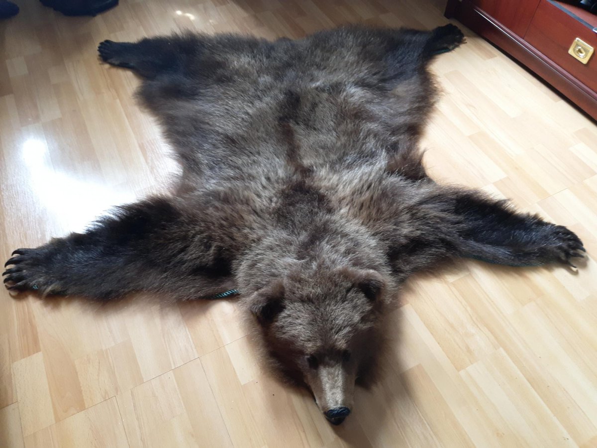 Шкура медведя