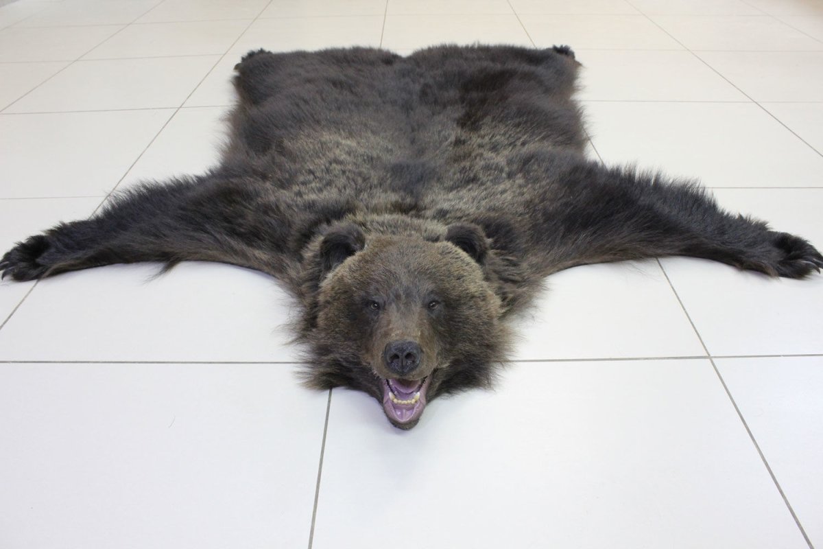 Ковер шкура медведя