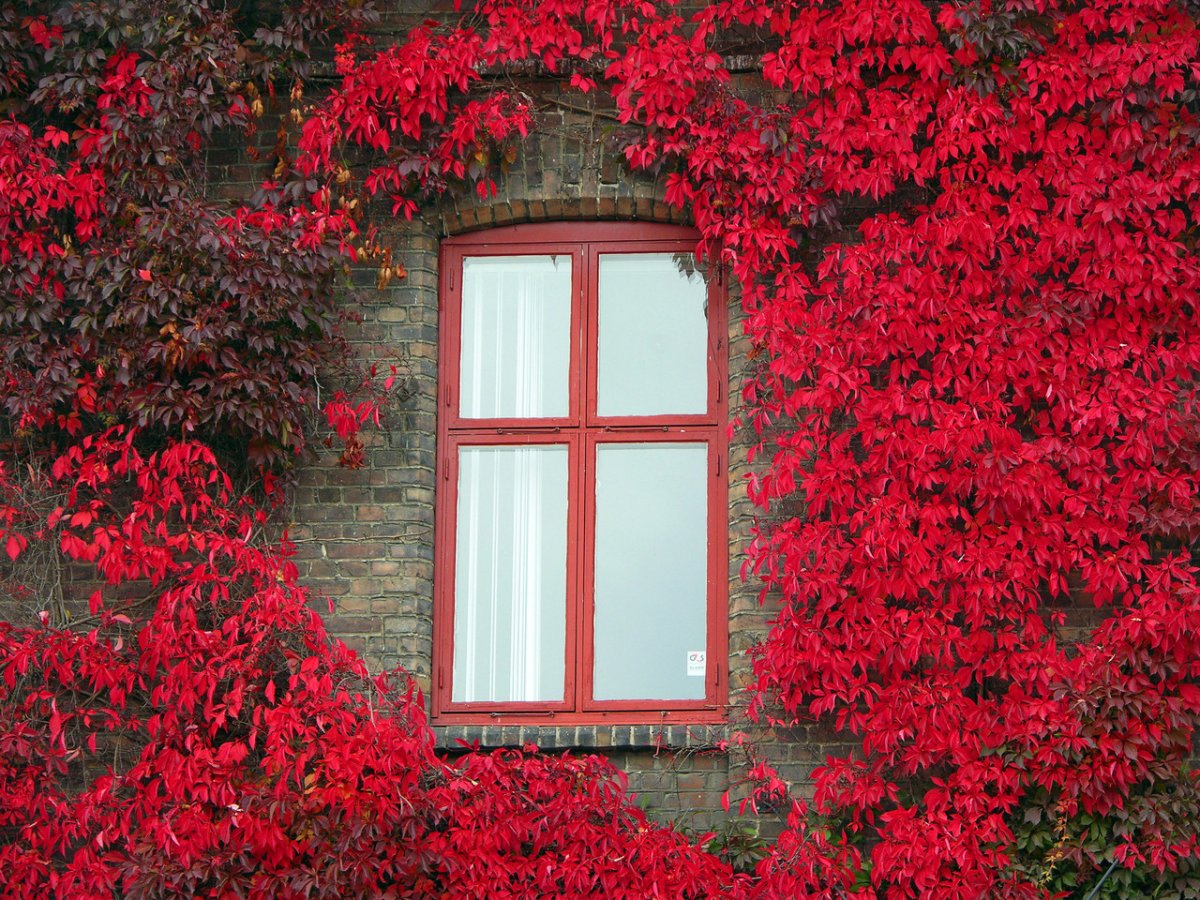 Красная оконная рама