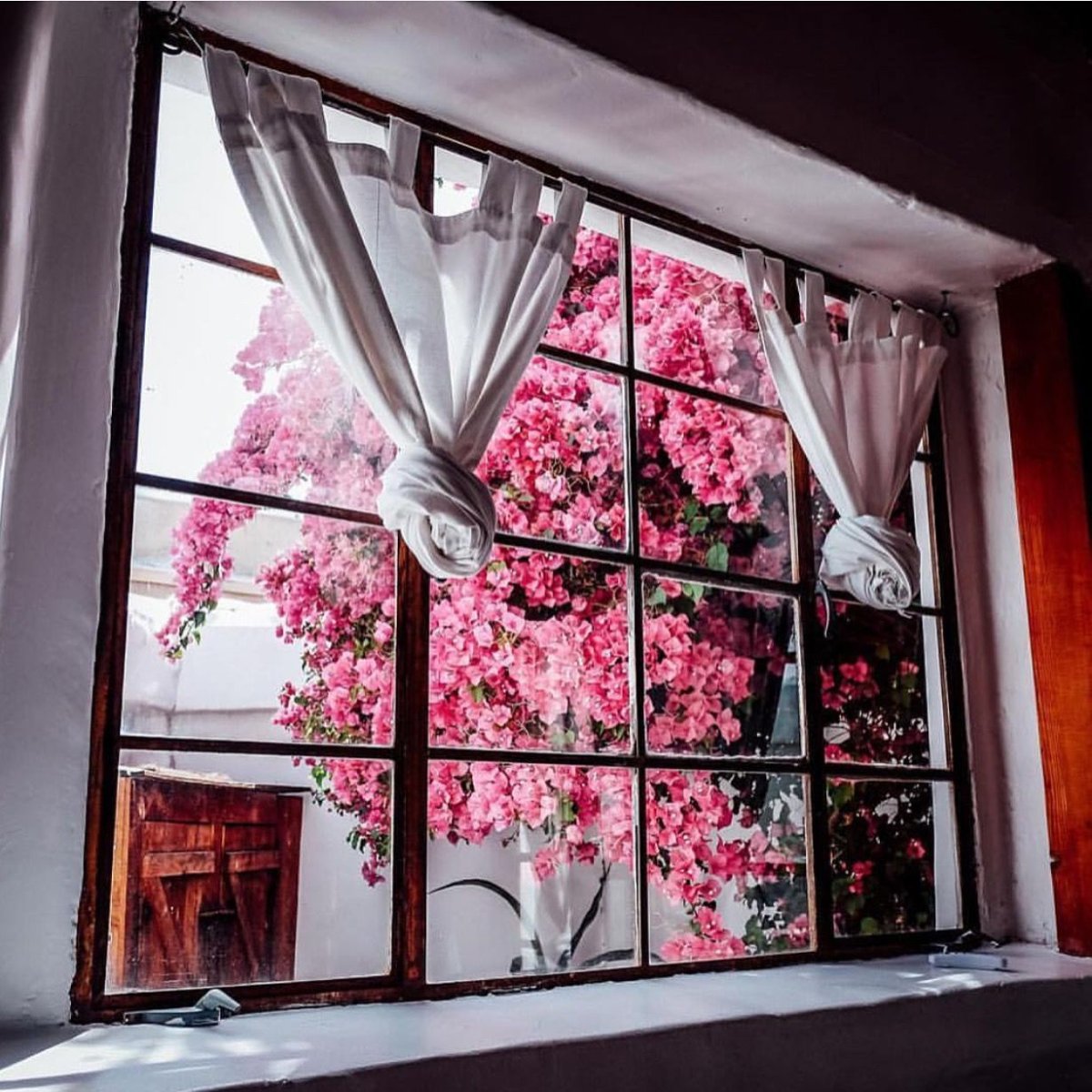 Большое красивое окно и цветы студия