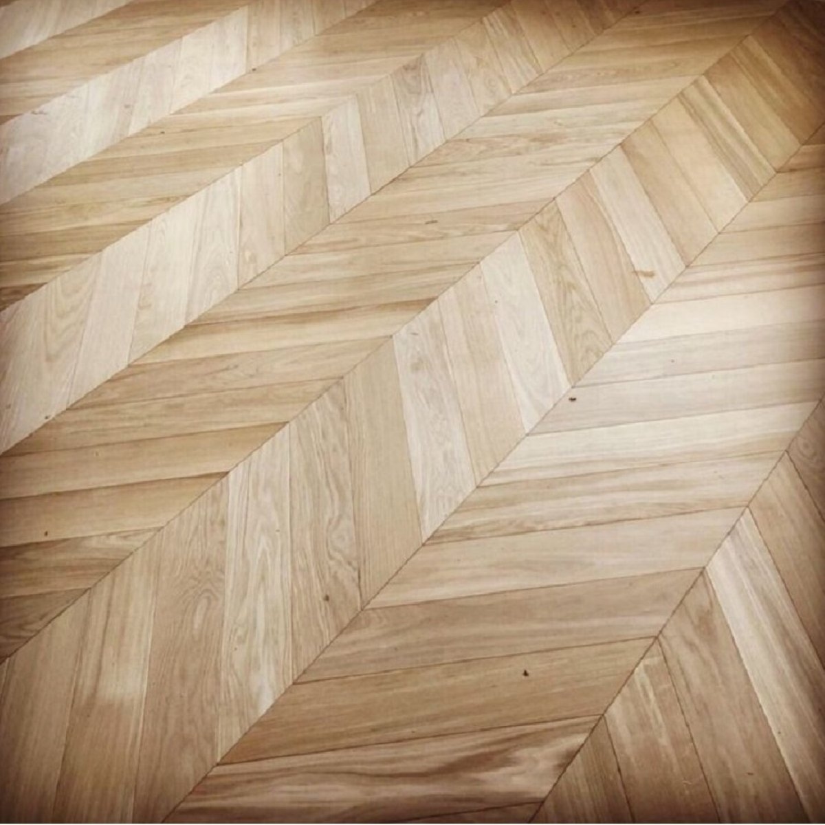 Французская елка дуб Селект