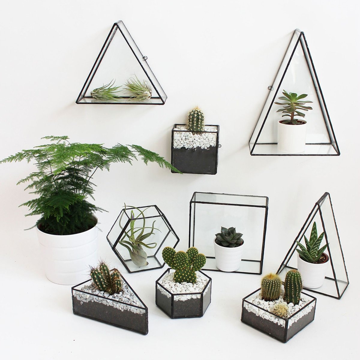 Суккуленты в геометрических фигурах