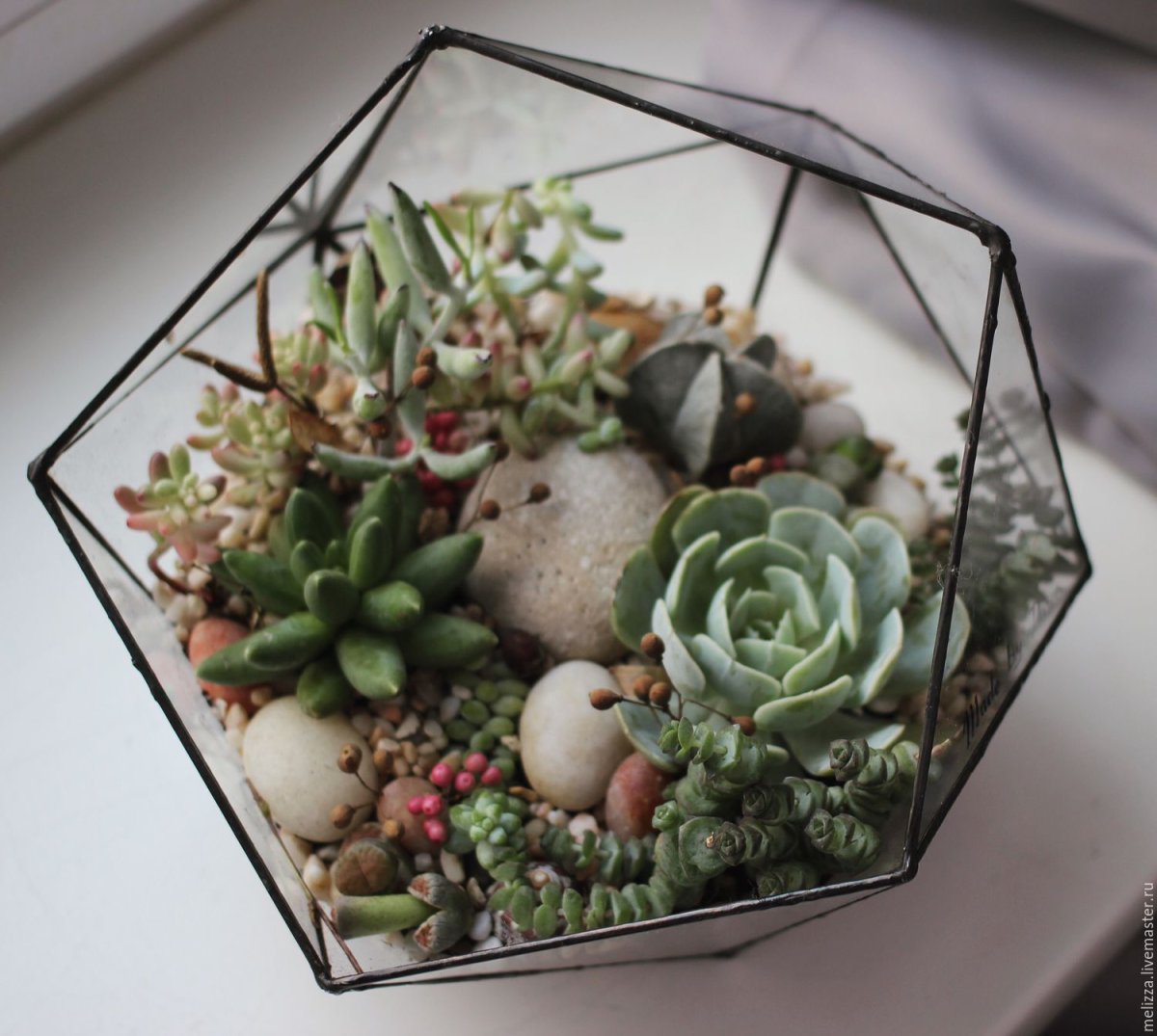 Литопсы флорариум