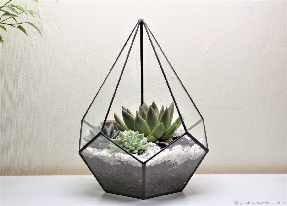 Флорариум капля-суккулент