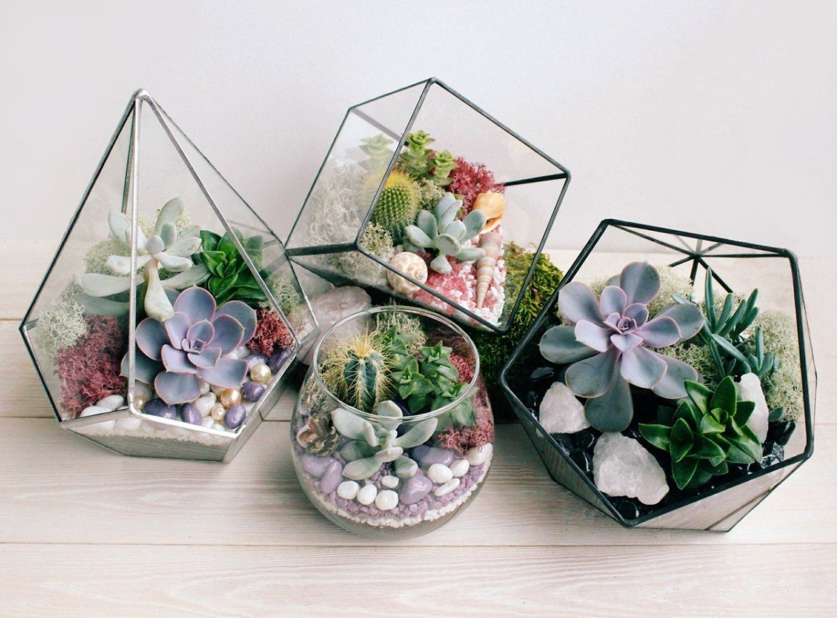 Суккуленты Эстетика флорариум
