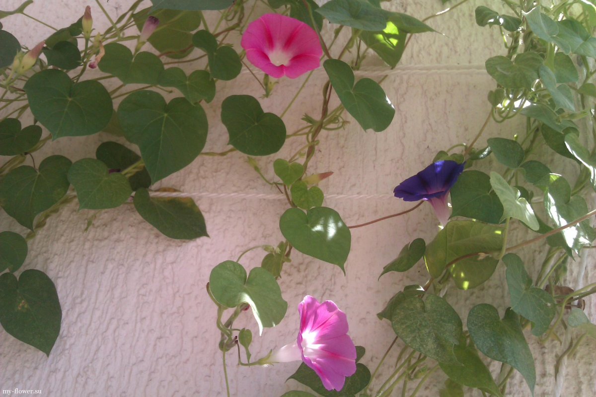 Ипомея Лиана на балконе