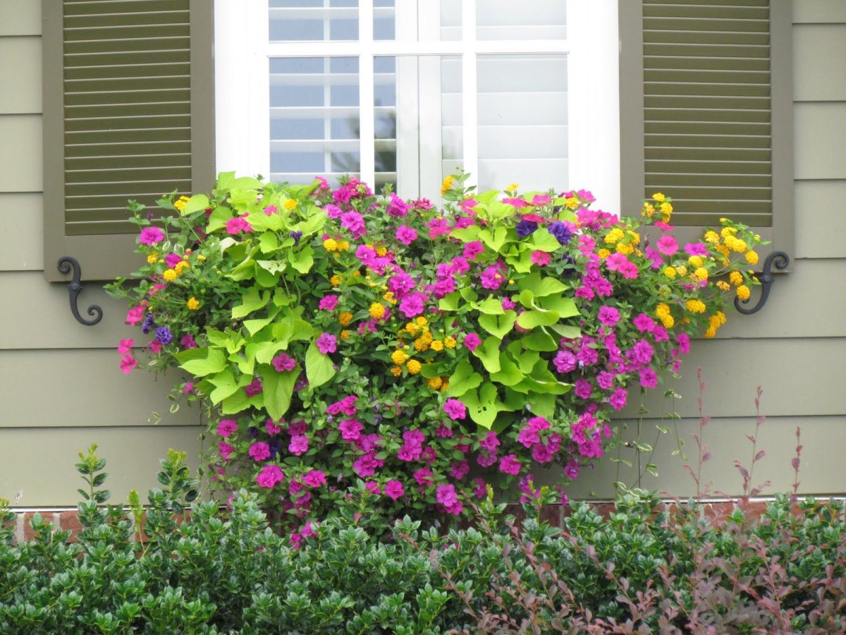 Петунья Вьюн