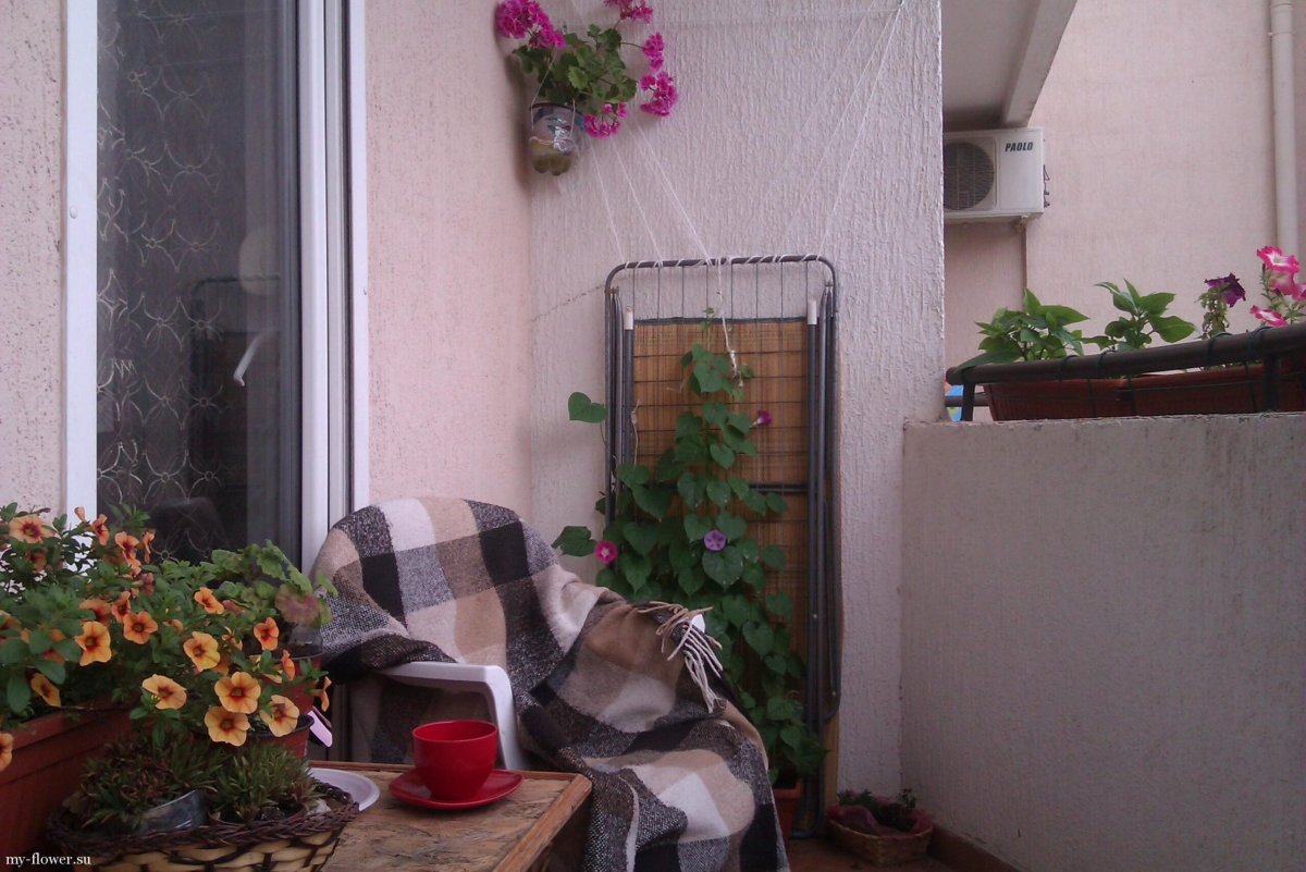 Вьюн на балконе