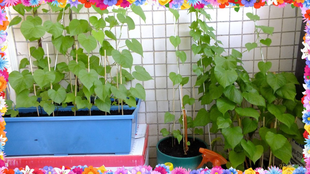 Ипомея Лиана на балконе