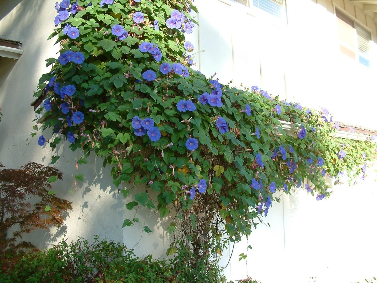 Ипомея декор