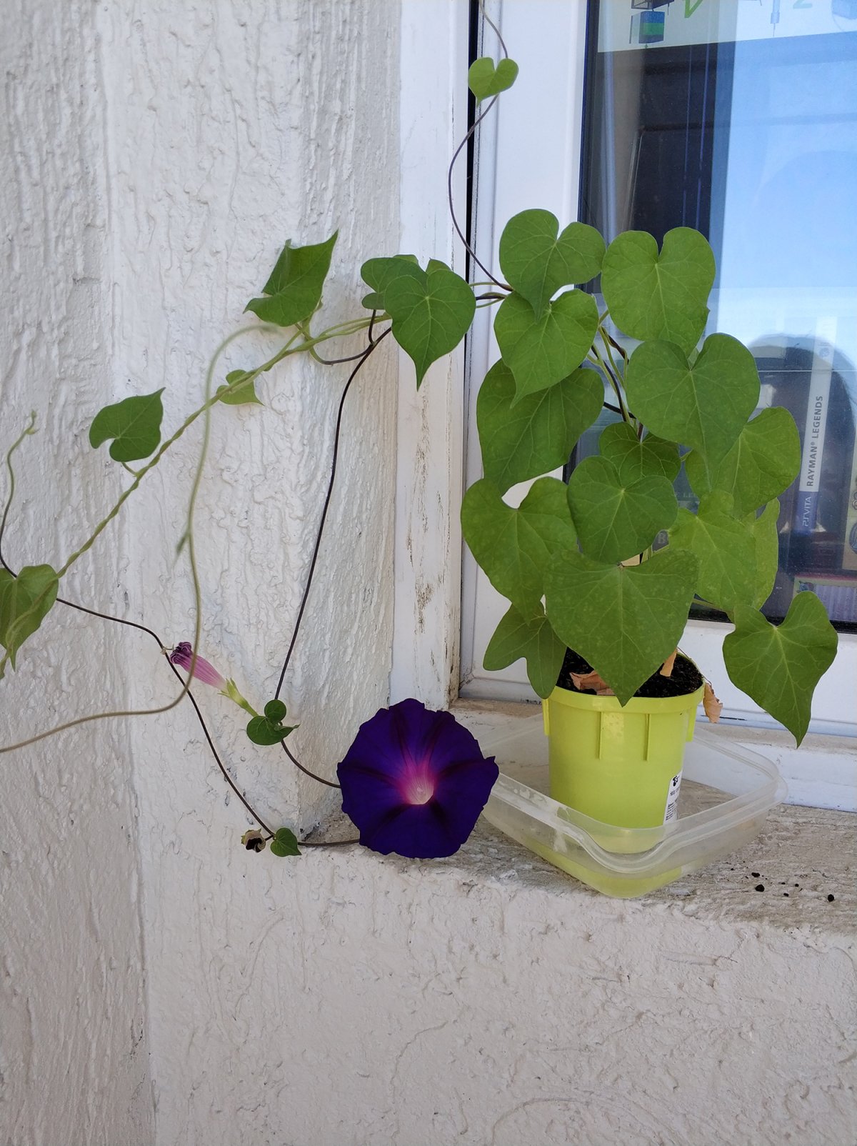 Ипомея пурпурная на балконе