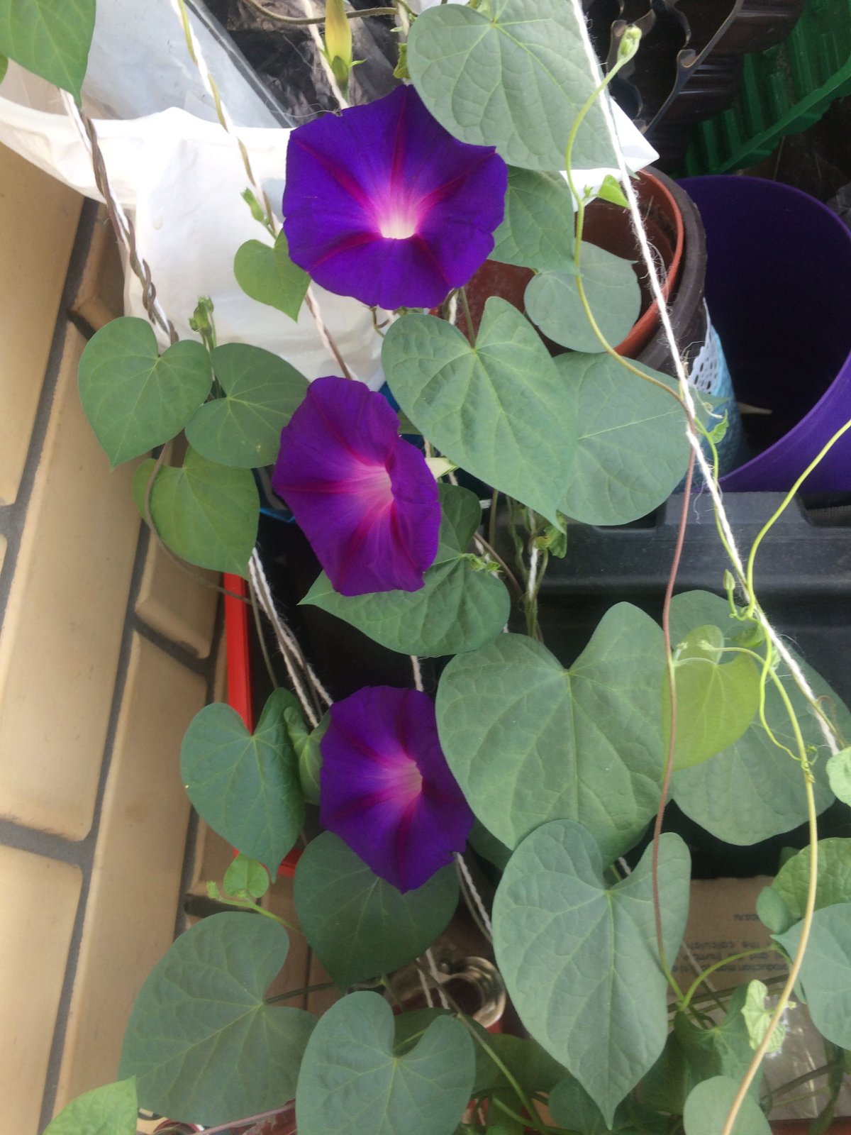 Ипомея ампельная пурпурная