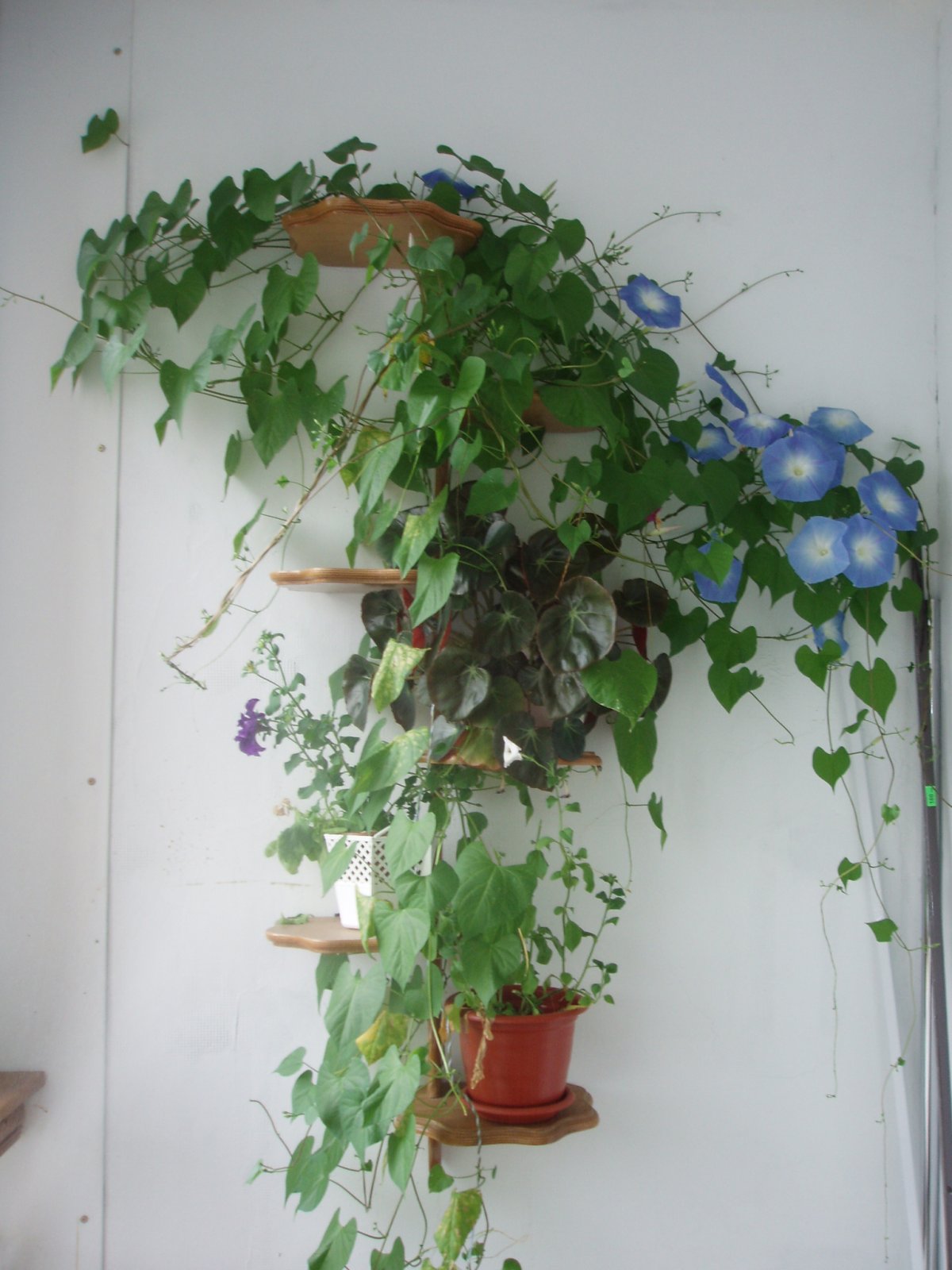 Ипомея в кашпо на балконе