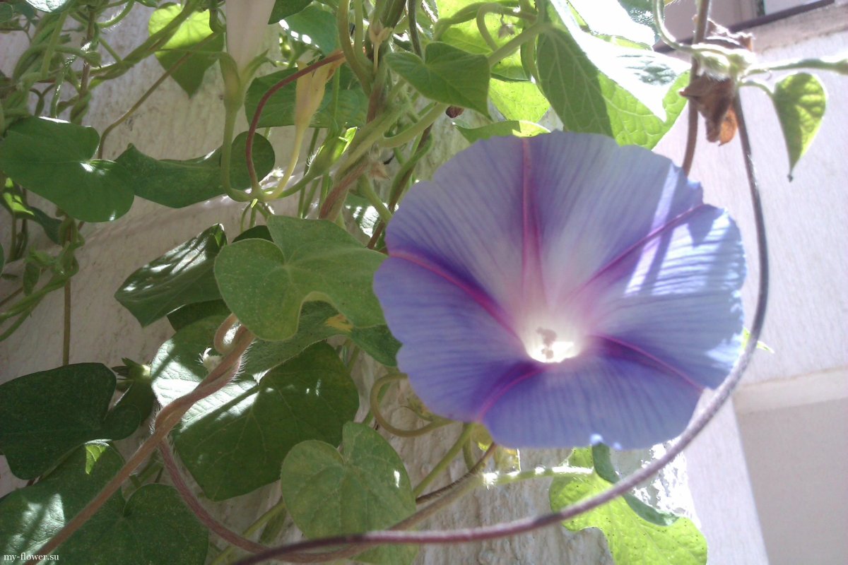 Ипомея пурпурная на балконе