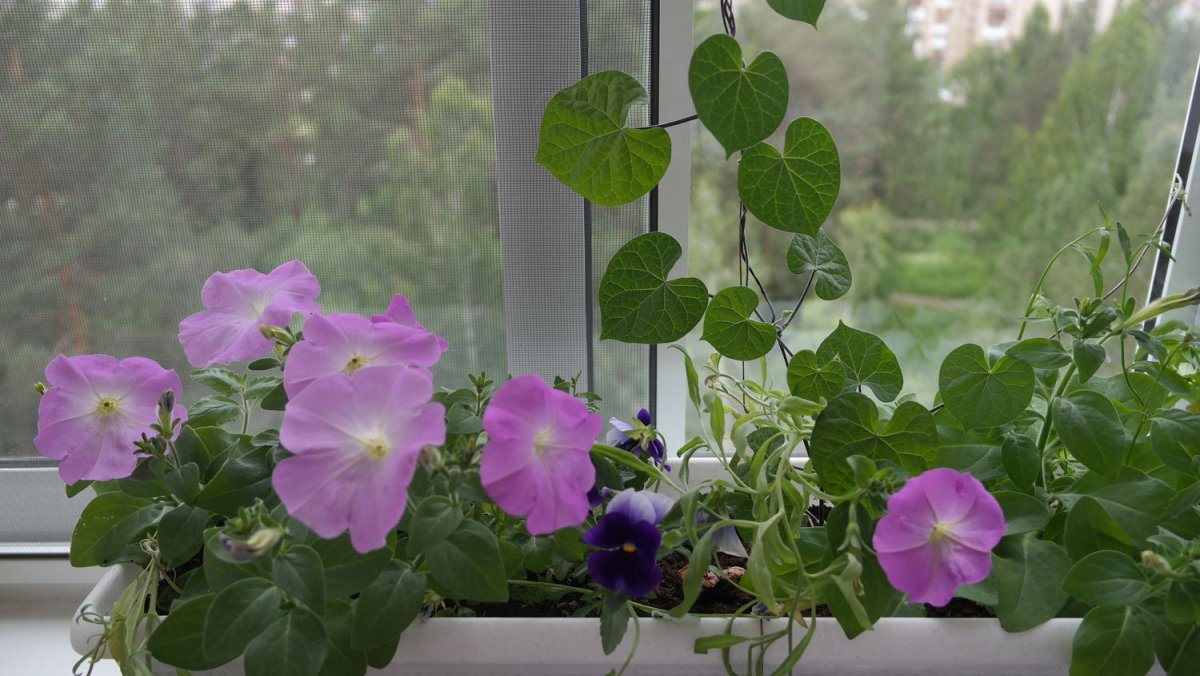 Вьюнок на подоконнике