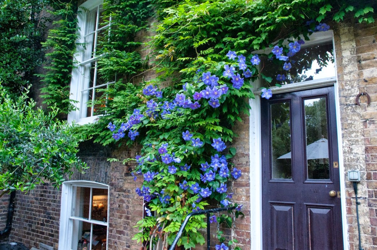 Клематис Ломонос Лиана