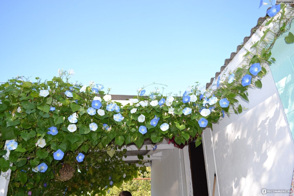 Ипомея белая изгородь