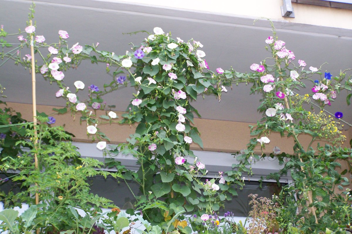 Вьюн ипомея на балконе