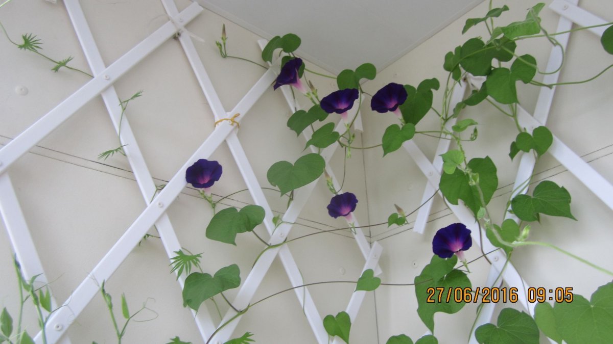 Ипомея плетистая в декоре внутри комнаты