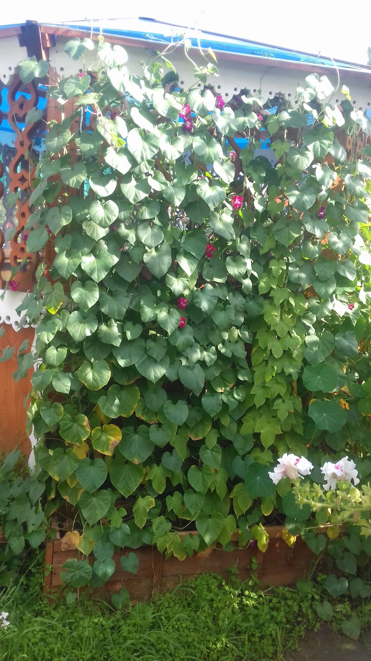 Настурция Снежная Королева вьющаяся