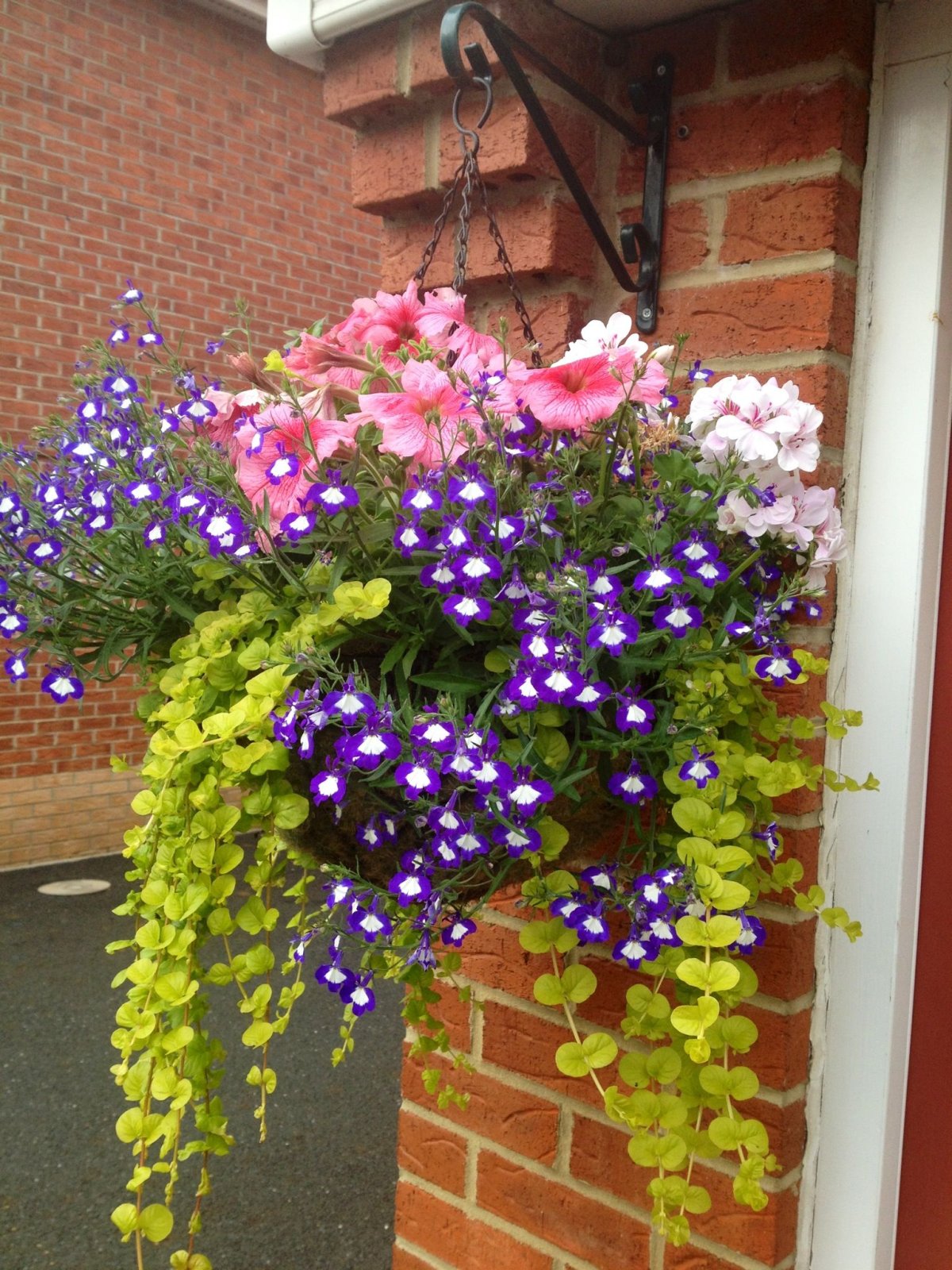 Ипомея ампельная ампельная