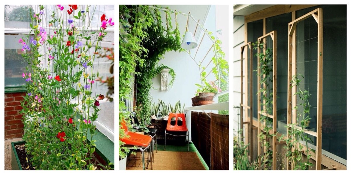 Лиана душистый горошек Вьюн