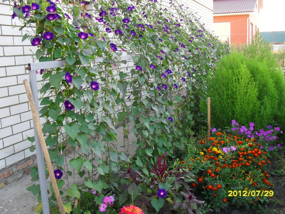 Ипомея Шантеклер