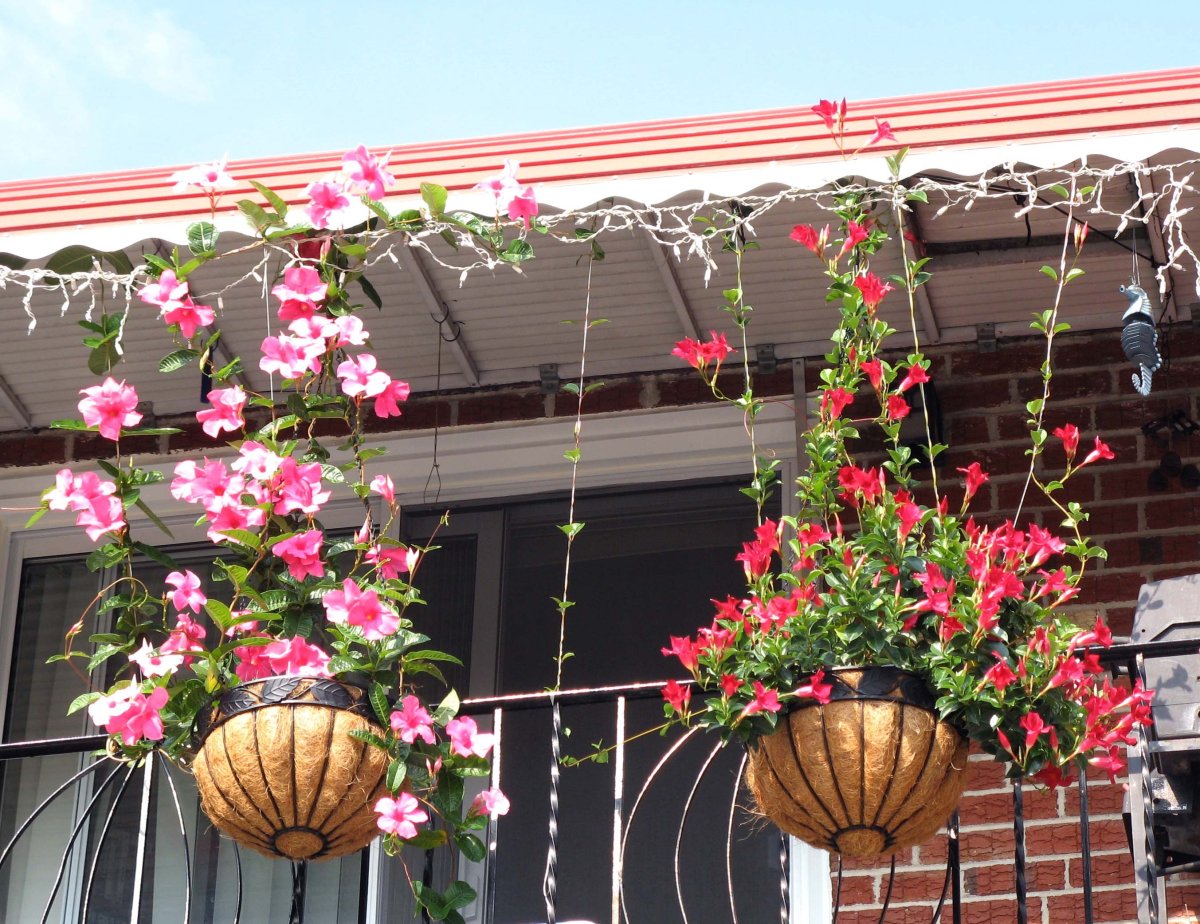 Подвесные горшки для цветов под навесом