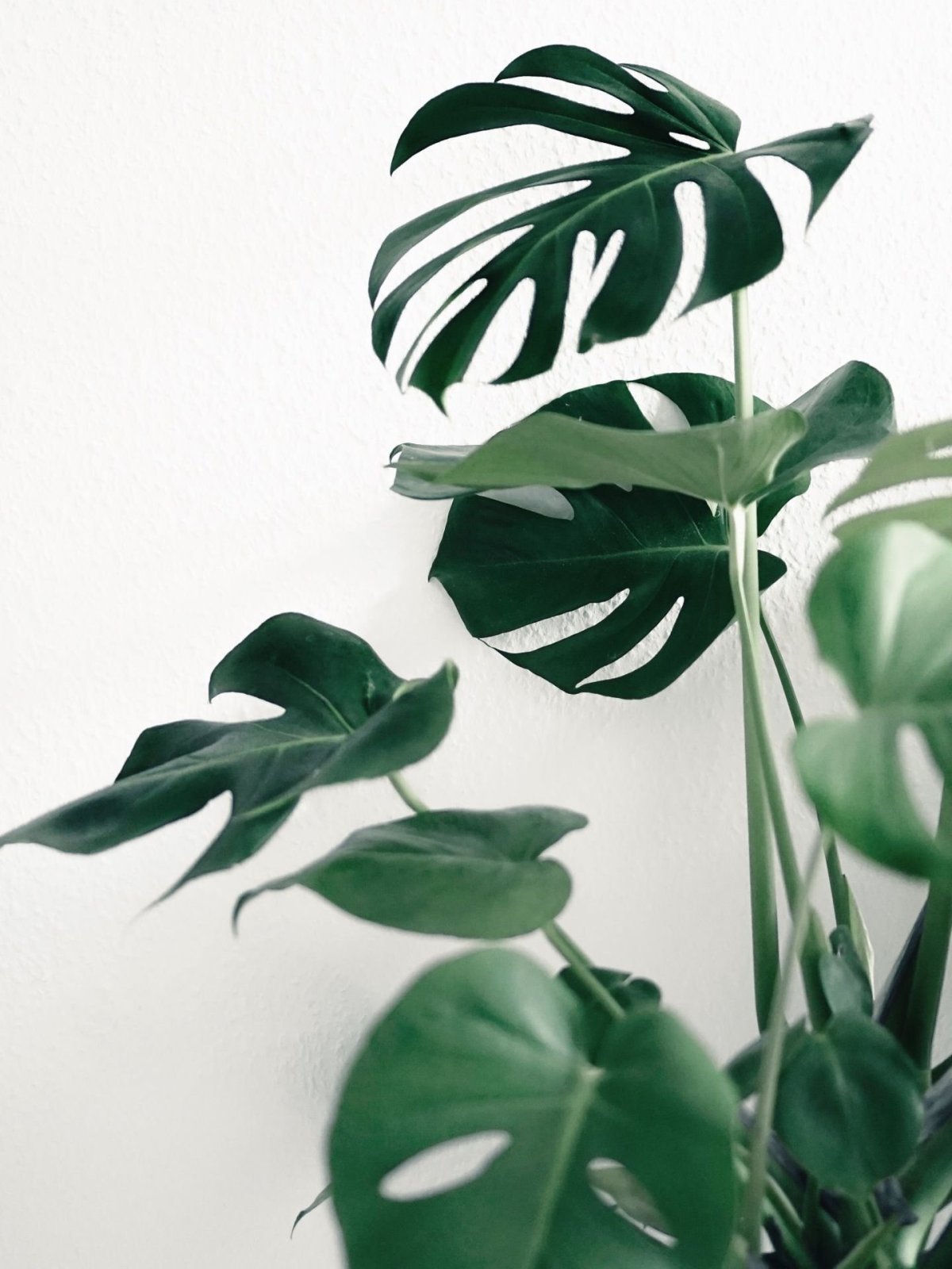 Фикус монстера