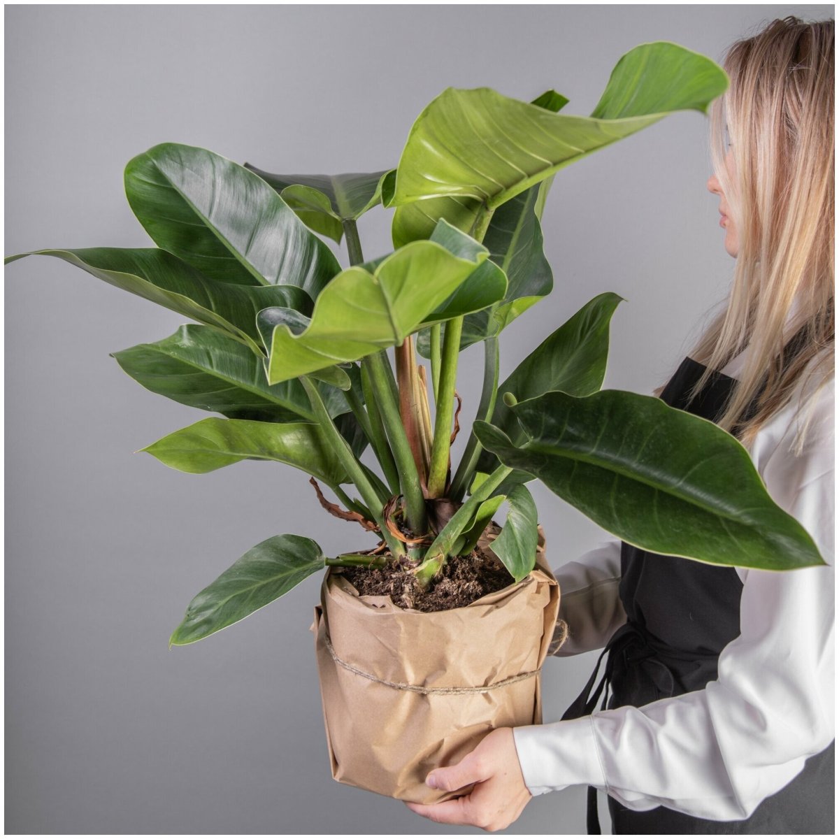 Филоденлронимпериал Грин