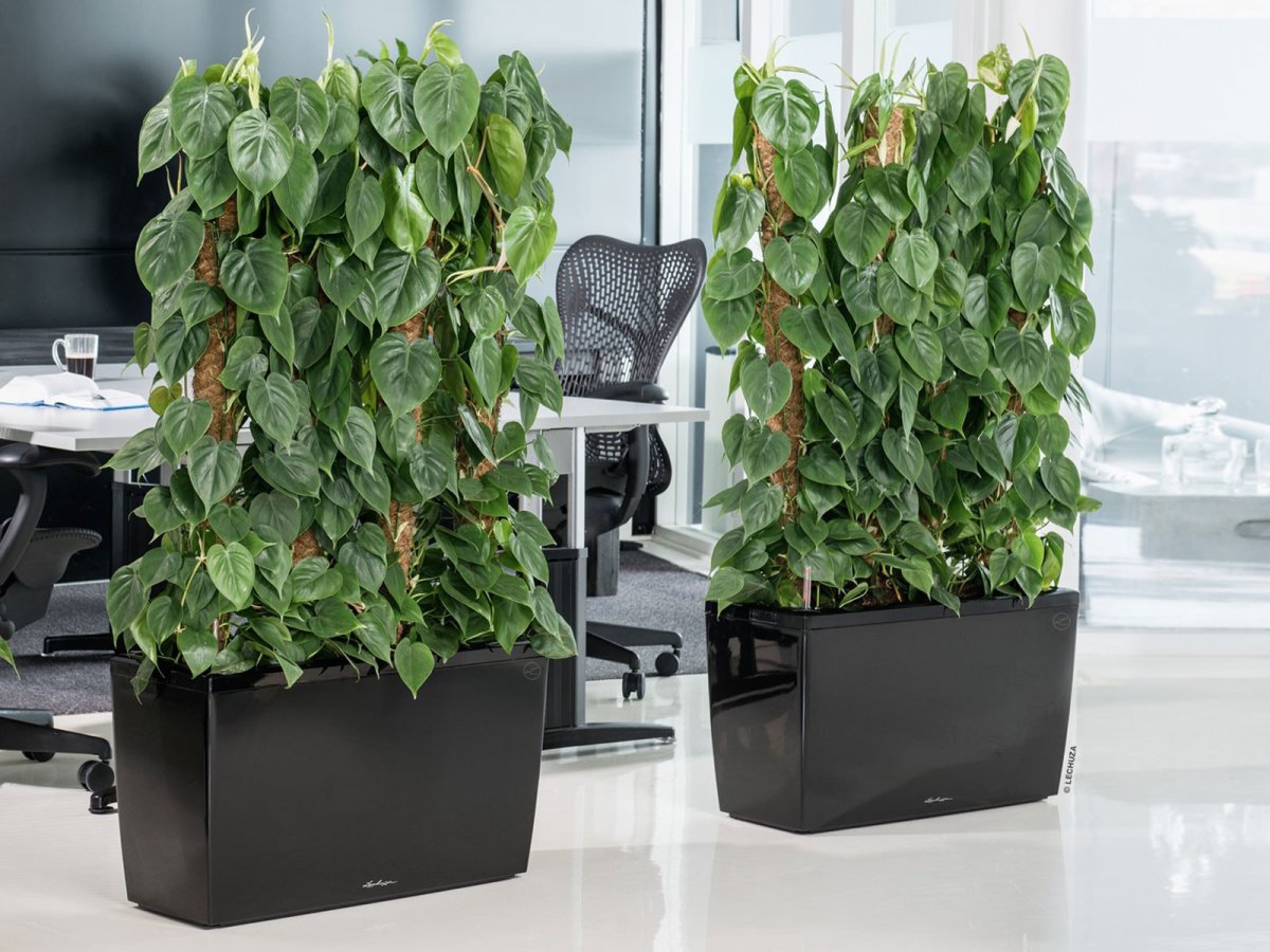 Эпипремнум и Филодендрон