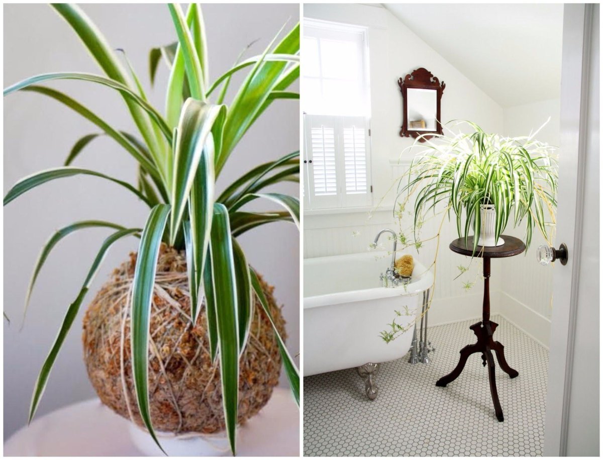 Types of Spider Plants