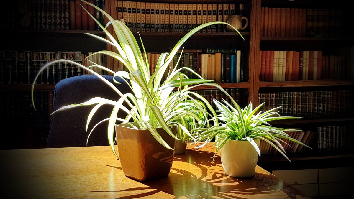 Хлорофитум полосатый