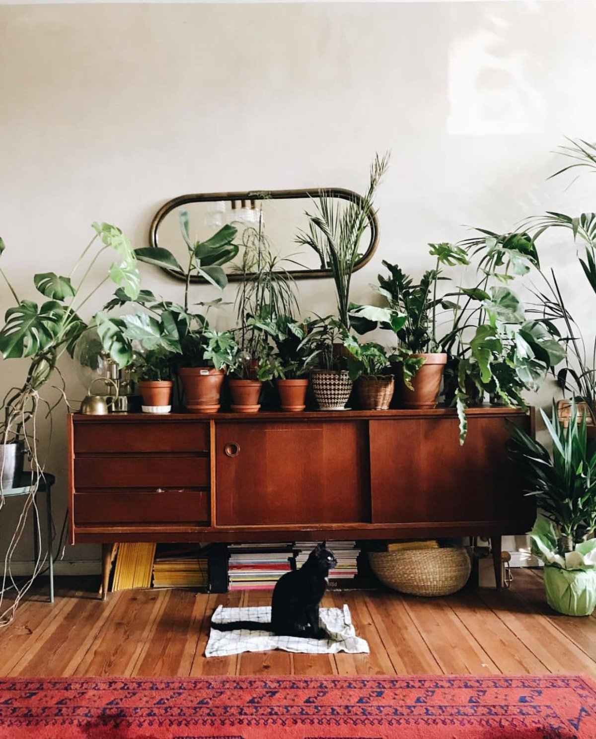 Неприхотливые комнатные растения на кухне в интерьере